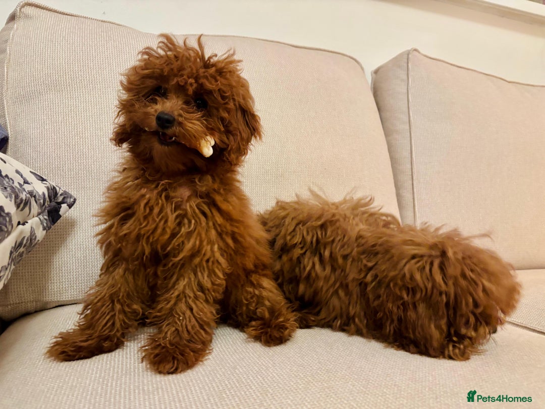 Toy Poodle dogs for sale: Miniature toy poodle boy  - Image 6