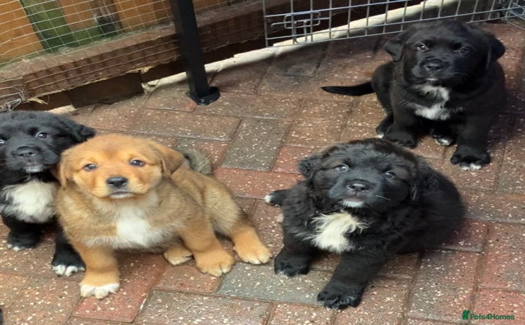 Central Asian Shepherd dogs - Advert 1