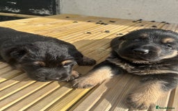 German Shepherd dogs for sale: Gorgeous Male German Shepherd Pup for Sale - Image 11