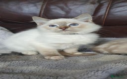 Ragdoll cats for sale: Beautiful GCCF Registered Ragdoll Kittens. - Image 10