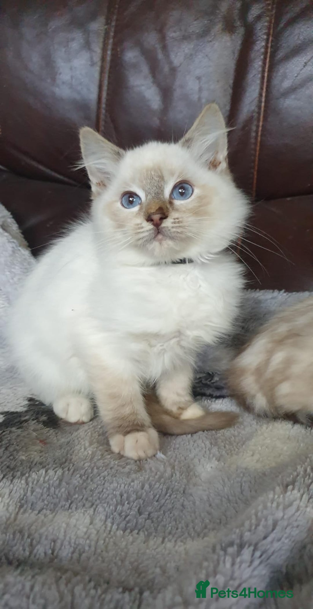 Ragdoll cats for sale: Beautiful GCCF Registered Ragdoll Kittens. - Image 10