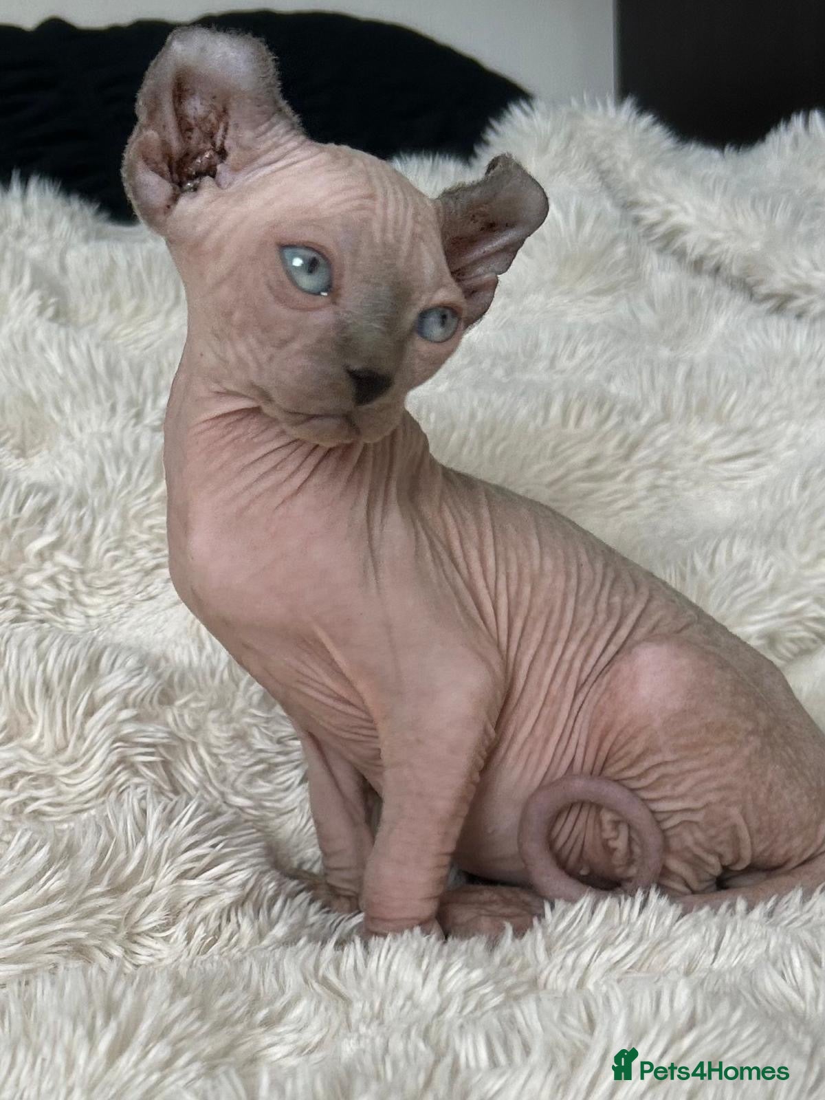 Sphynx cats 5 beautiful sphinxes looking for a loving home. - Advert 1