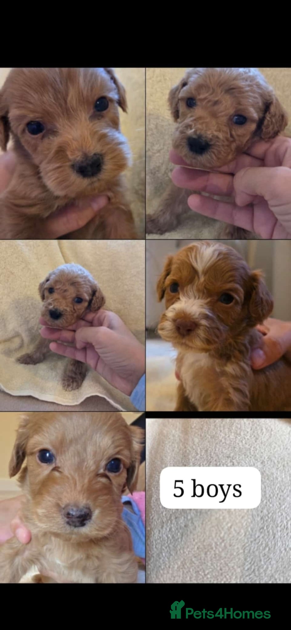 Cockapoo dogs 🐶 Adorable F1 Cockapoo Puppies for Sale! 🐶 - Advert 11