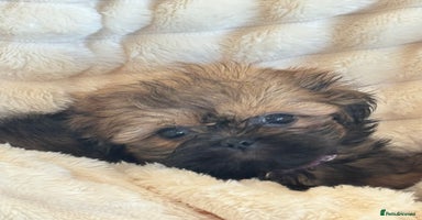 Shih Tzu dogs - Advert 4