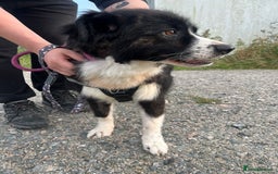Mixed Breed dogs for adoption: Meet Cassy, currently residing in Essex  - Image 5