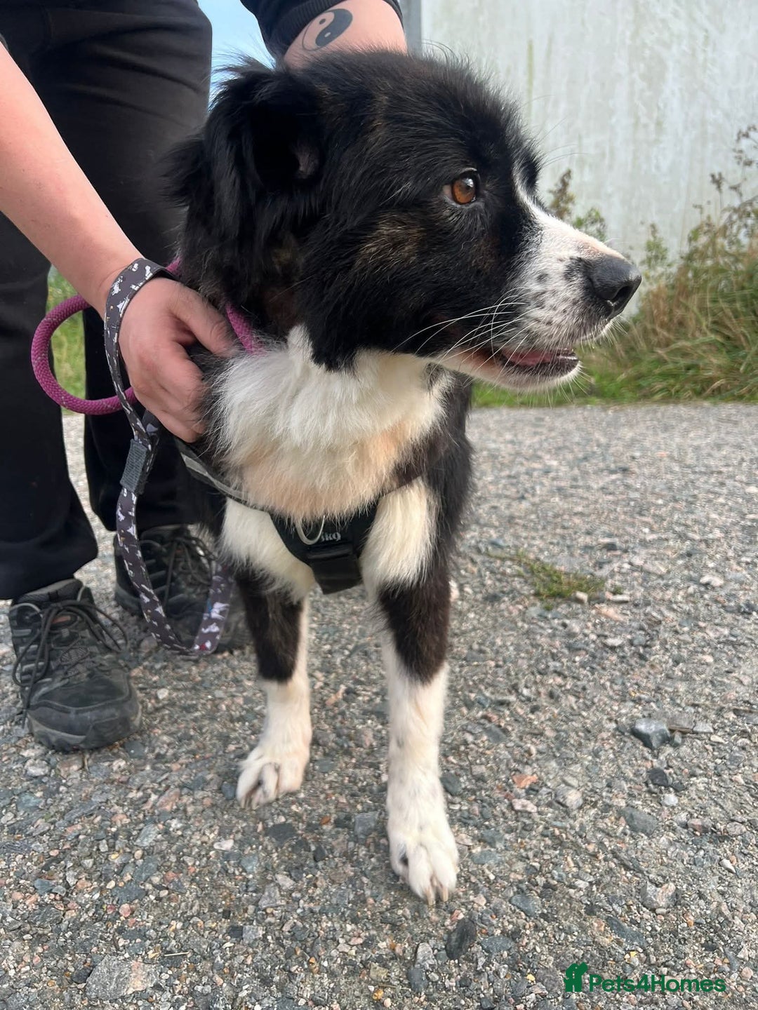Mixed Breed dogs for adoption: Meet Cassy, currently residing in Essex  - Image 5