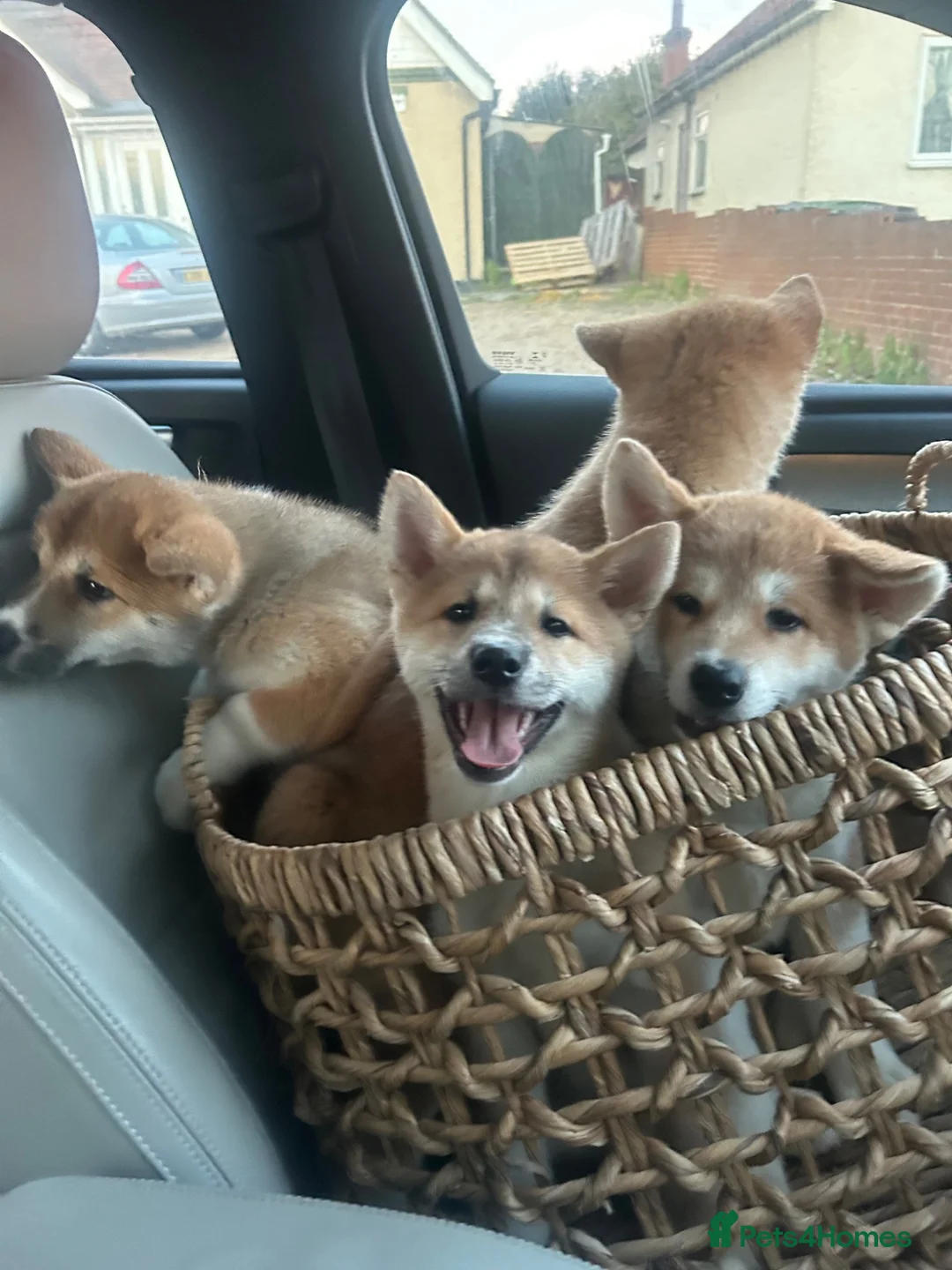 Japanese Akita Inu dogs for stud: KC Registered Proven Red Akita Inu Stud  - Advert 8