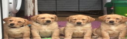 Labrador Retriever dogs for sale: Fox Red x yellow Labradors - Advert 1