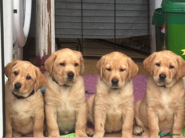 Labrador Retriever dogs - Advert 11