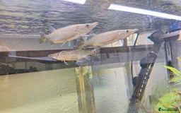 Tetras fish for sale: Rocket Gar fish Ctenolucius hujeta - Image 1