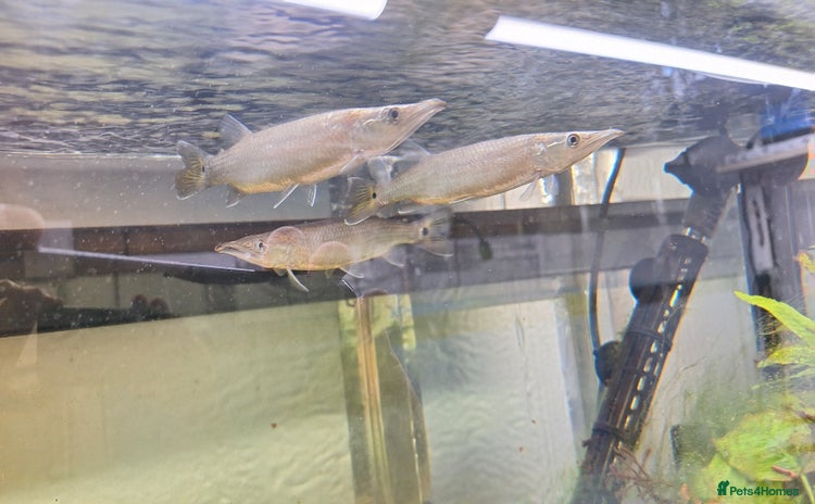 Tetras fish - Advert 1