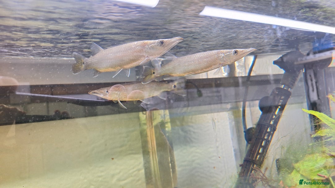 Tetras fish for sale: Rocket Gar fish Ctenolucius hujeta - Image 1