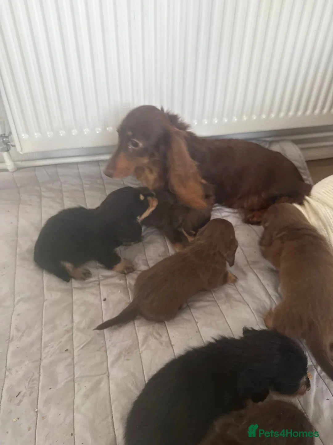 Miniature Dachshund dogs for sale: minature long haired dachshund puppies available  - Advert 9