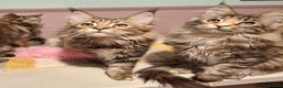 Maine Coon cats for sale: Beautiful torbie Maine Coon girls - Advert 6