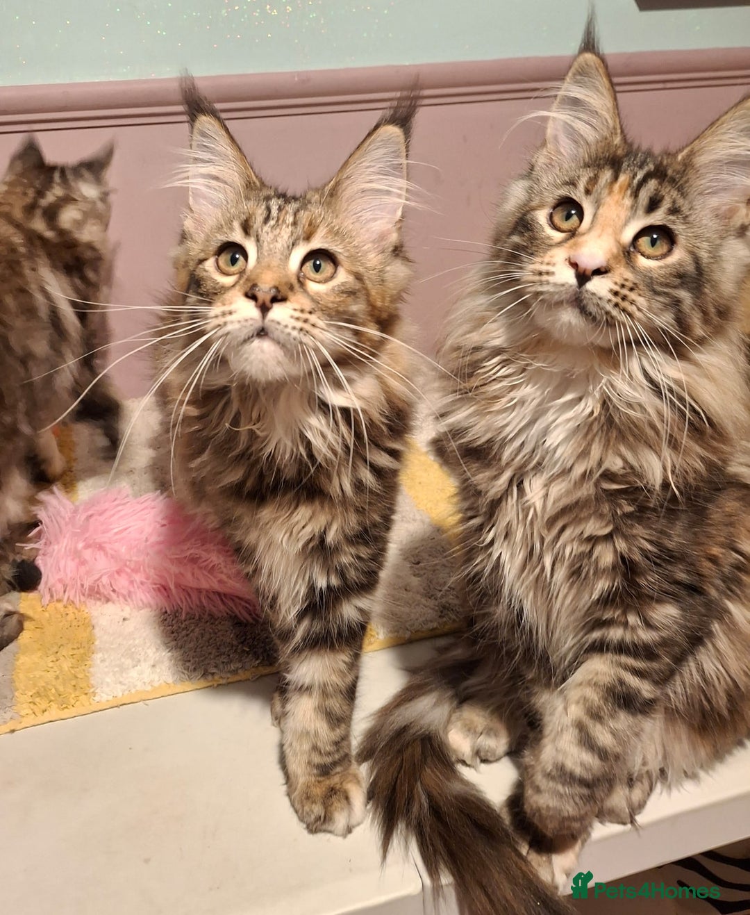 Maine Coon cats for sale: Beautiful torbie Maine Coon girls - Advert 6