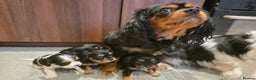 Cavalier King Charles Spaniel dogs for sale: Cavalier King Charles puppies  - Advert 4