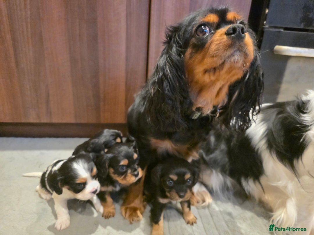 Cavalier King Charles Spaniel dogs for sale: Cavalier King Charles puppies  - Advert 4
