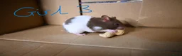 Hamster rodents for sale: Mixed Syrian hamsters ready to go  in Preston - Advert 24