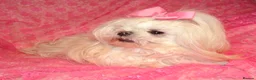 Maltese dogs for sale: Babydoll KC Registered Korean Maltese Adult Girl in Bishop Auckland - Advert 16