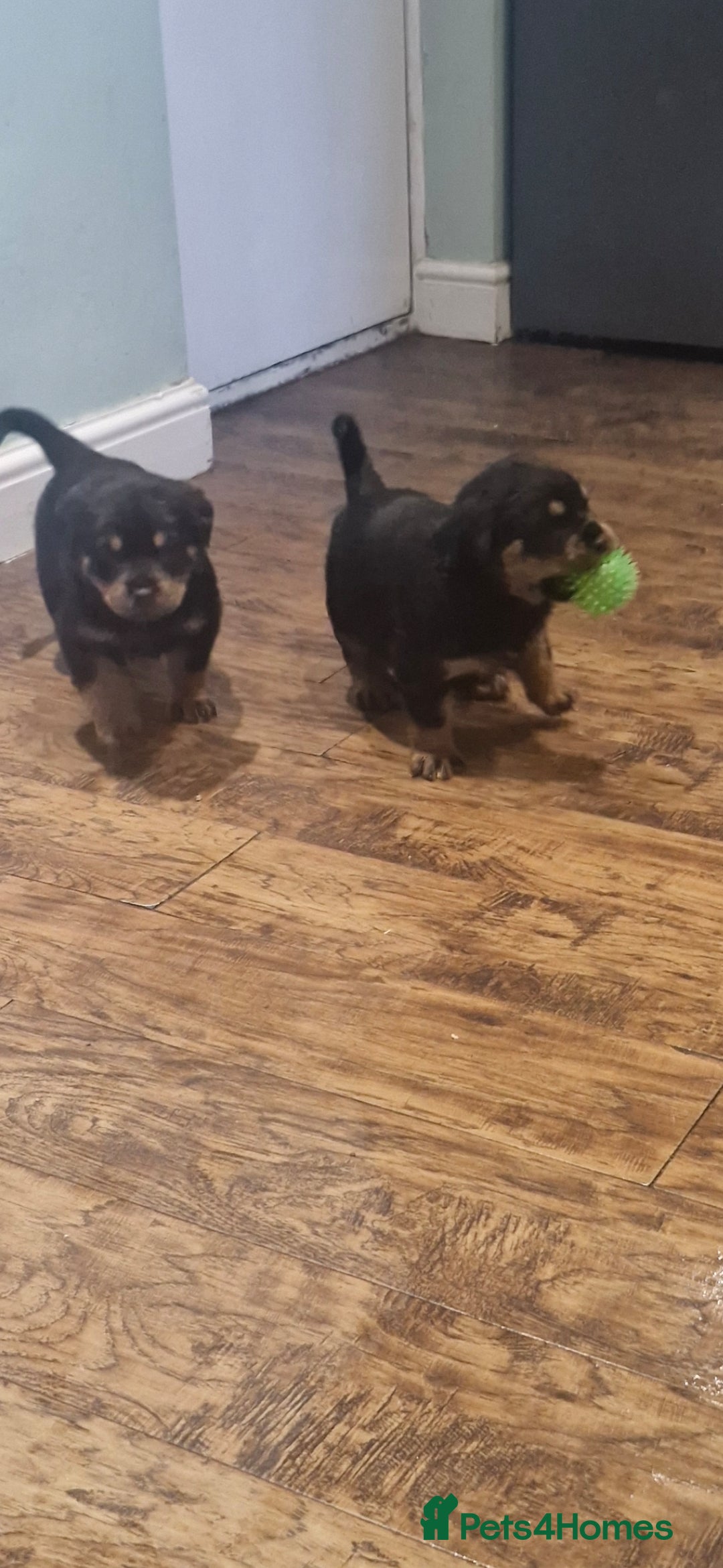 Rottweiler dogs for sale: Fabulous German bloodline pups - Image 8