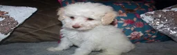 Cockapoo dogs for sale: Child friendly cockapoo puppies ready March - Advert 5