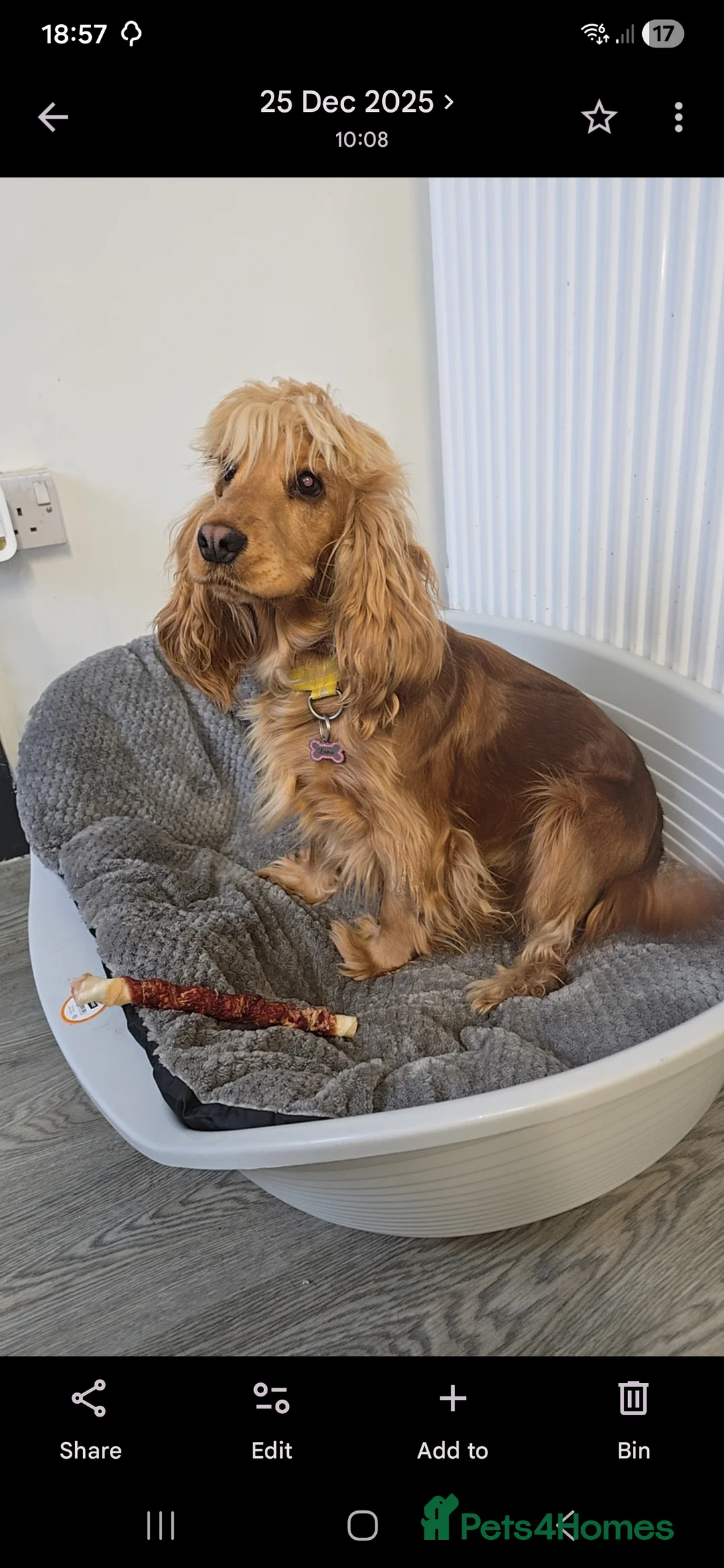 Cocker Spaniel dogs for sale: Cocker spainel puppies - Advert 19