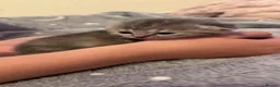 British Shorthair cats for sale: Half british shorthair kittens  - Advert 7