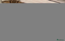 British Shorthair cats for sale: 🥰Beautiful kittens with rare colouring🥰 - Image 22