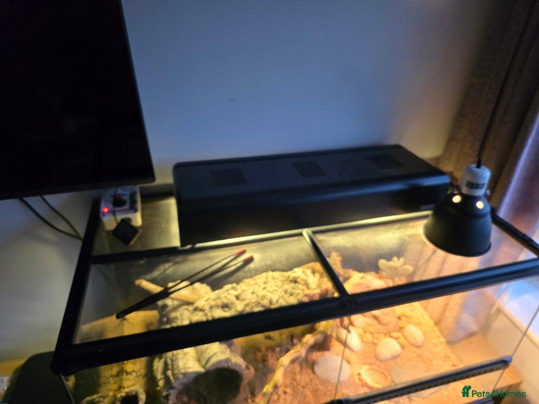 Gecko reptiles for sale: Crocodile Gecko and Vivarium for sale £130 - Advert 12