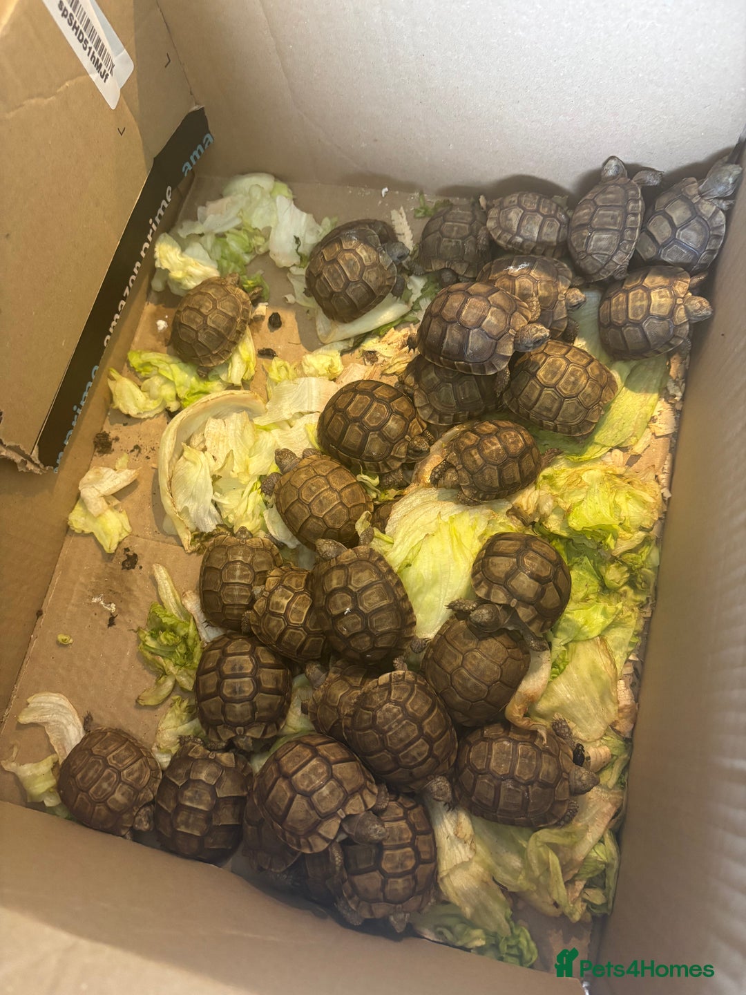 Tortoise reptiles for sale: Greek Tortoises - Image 2