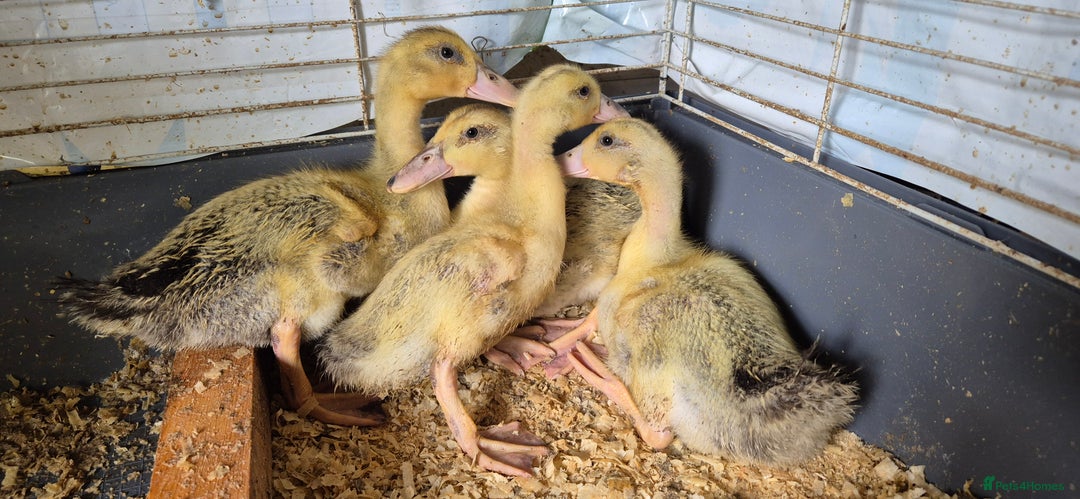 Ducks poultry for sale: Hatching Eggs - Large Silver Appleyard in Helston - Image 5