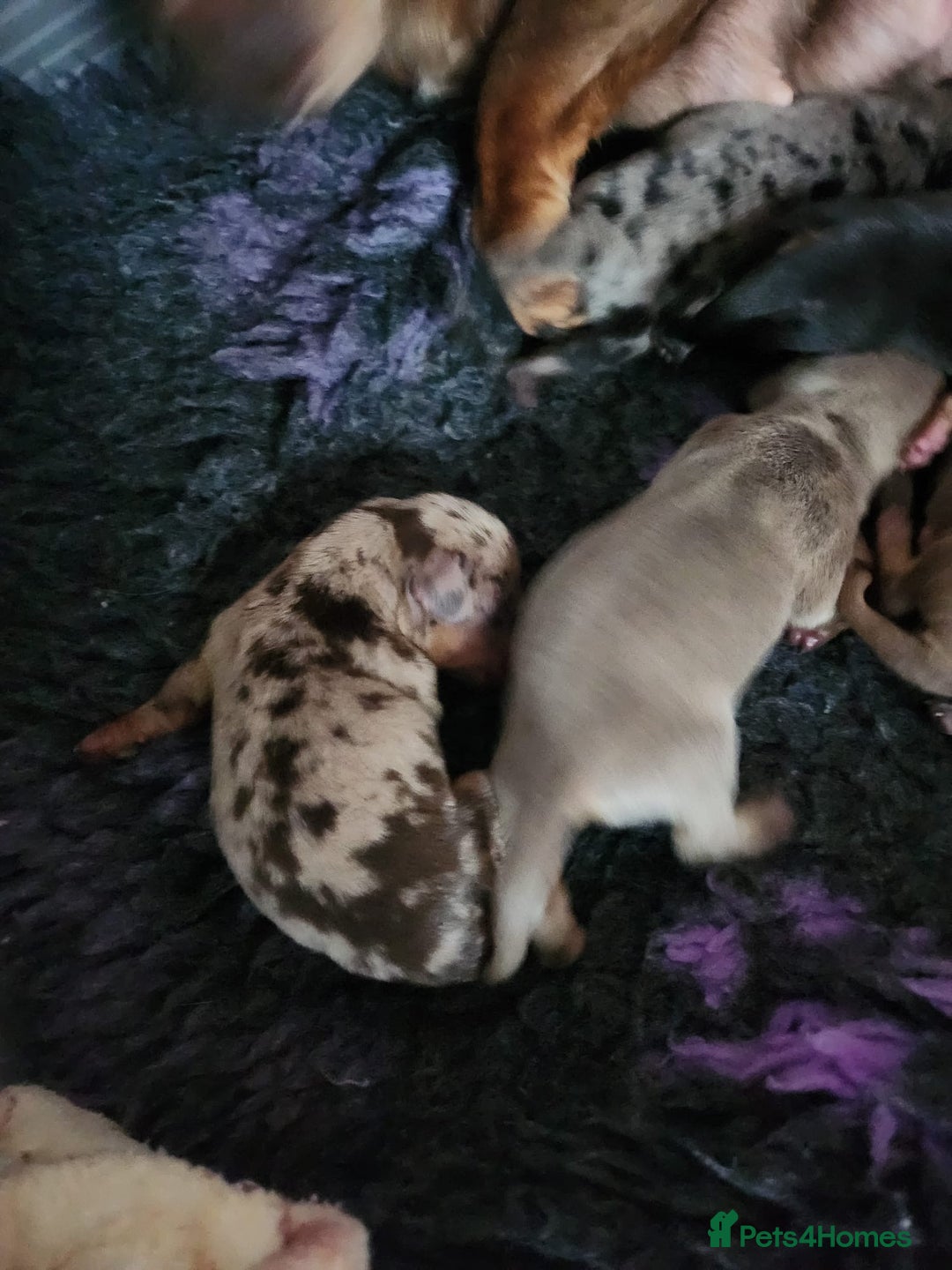 Miniature Dachshund dogs for sale: Stunning KC reg miniature dachshund - Image 4