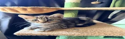 Scottish Fold cats for sale: Two Adorable Scottish Fold Male Kittens in Southampton - Advert 5