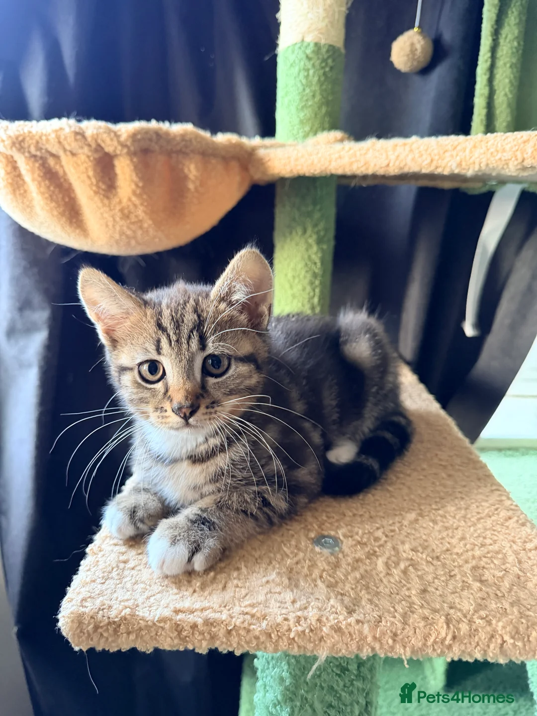 Scottish Fold cats for sale: Two Adorable Scottish Fold Male Kittens - Advert 7