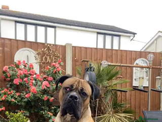 Mixed Breed dogs - Advert 13