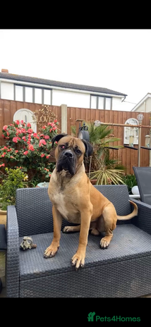Mixed Breed dogs - Advert 1