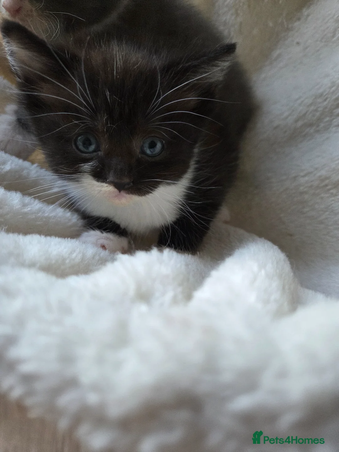 Mixed Breed cats for sale: 💜😻Ragdoll x Scottish straight kittens ❤️ - Advert 1