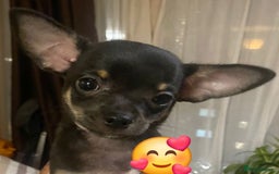 Chihuahua dogs for sale: Pheobe is looking for a 5 star forever home  - Advert 6