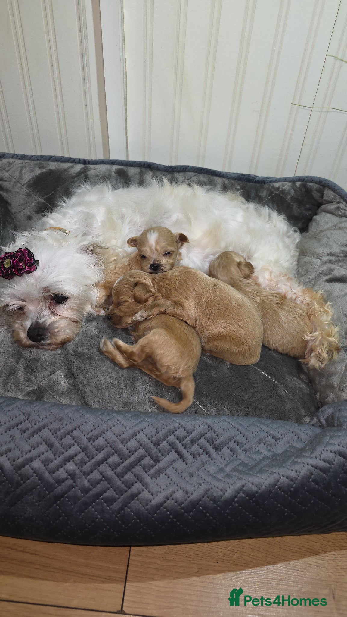 Maltipoo dogs F1 Adorable Maltipoo Puppies  - Advert 1