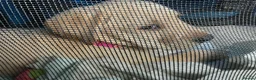 Labrador Retriever dogs for sale: Gorgeous Labrador puppies for sale - Advert 28