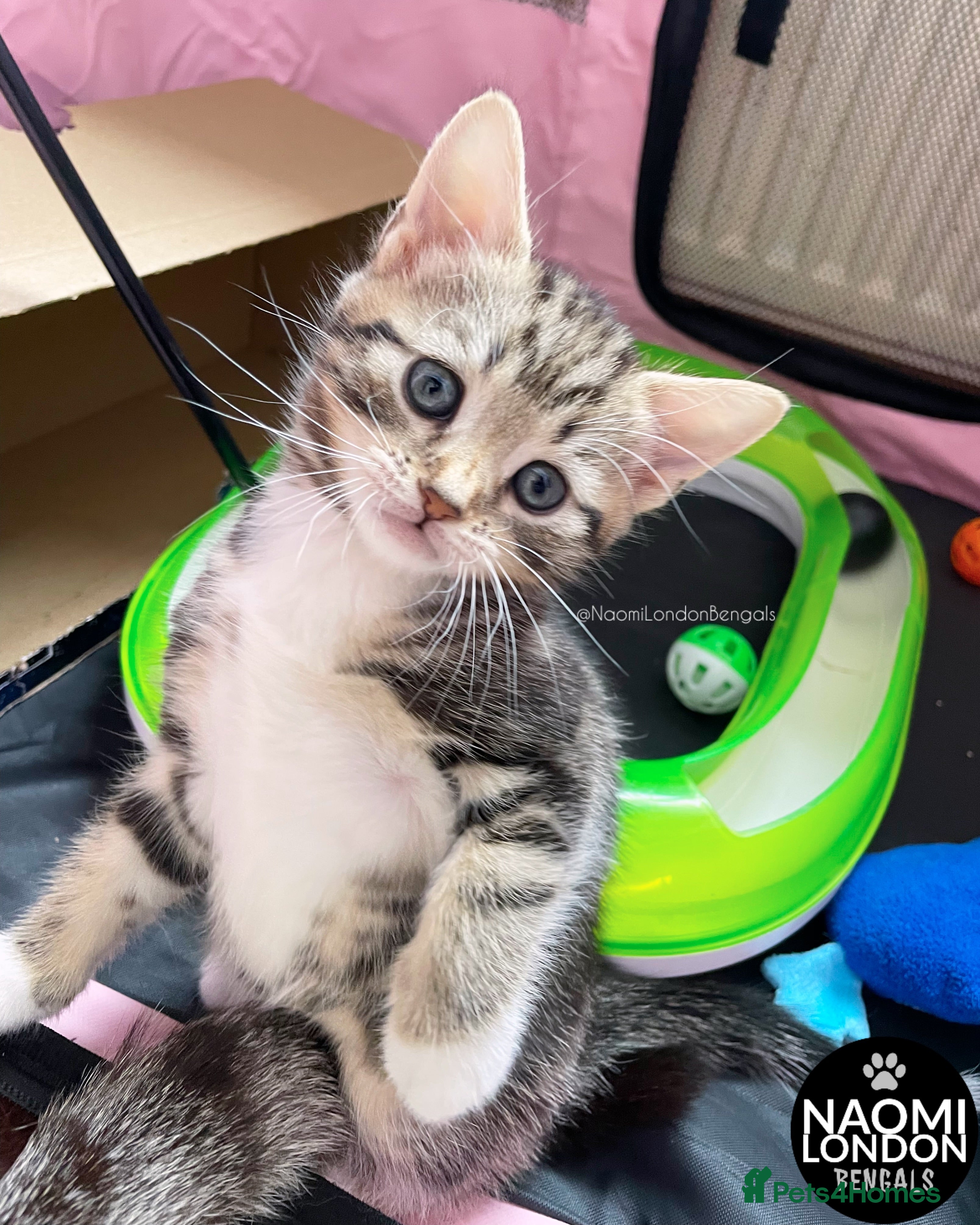 Bengal cats 💙🩵 BENGAL KITTENS 🩵💙 2 AVAILABLE! 🔥🔥 - Advert 2