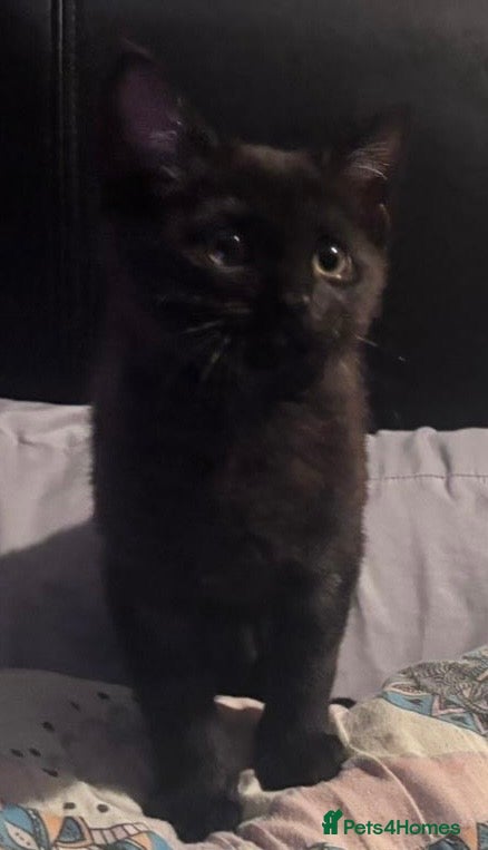 Mixed Breed cats *Reduced for collection today, Last Girl* - Advert 15