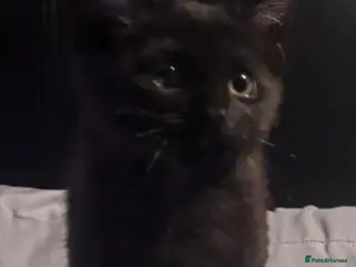 Mixed Breed cats *Reduced for collection today, Last Girl* - Advert 14