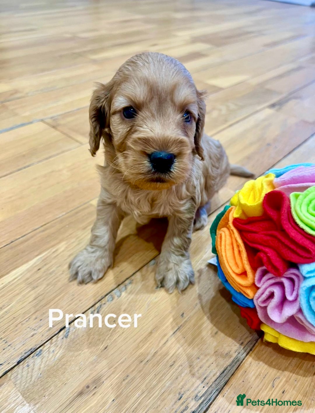 Cockapoo dogs for sale: ♥️Fabulous Toy Cockapoo Puppies Kc Reg Parents - Advert 5