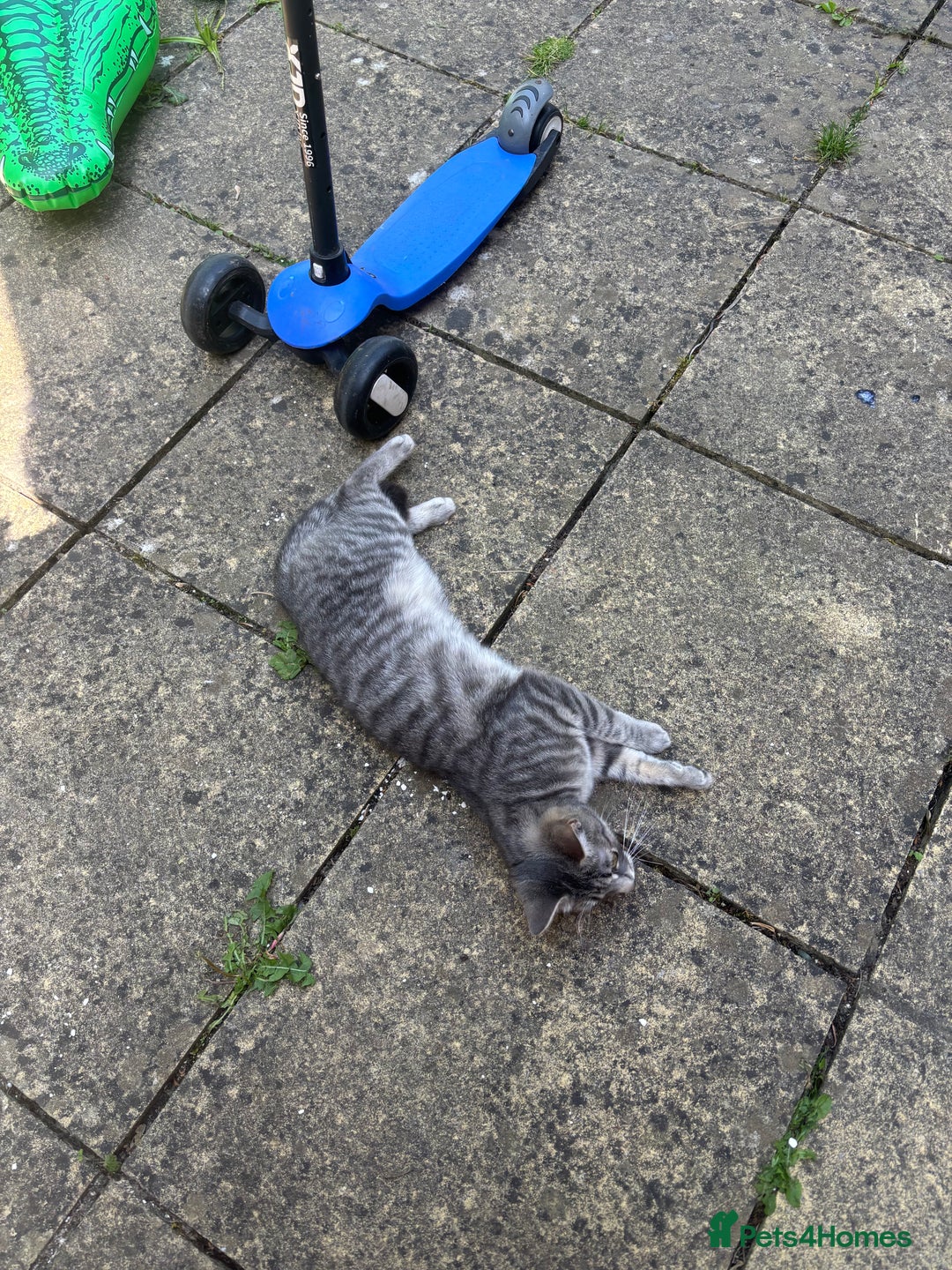 Mixed Breed cats for sale: Missing cat - Image 4