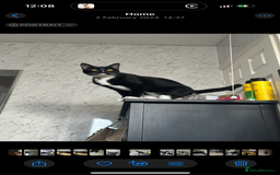 Mixed Breed cats for sale: Rehome for cats  - Image 5