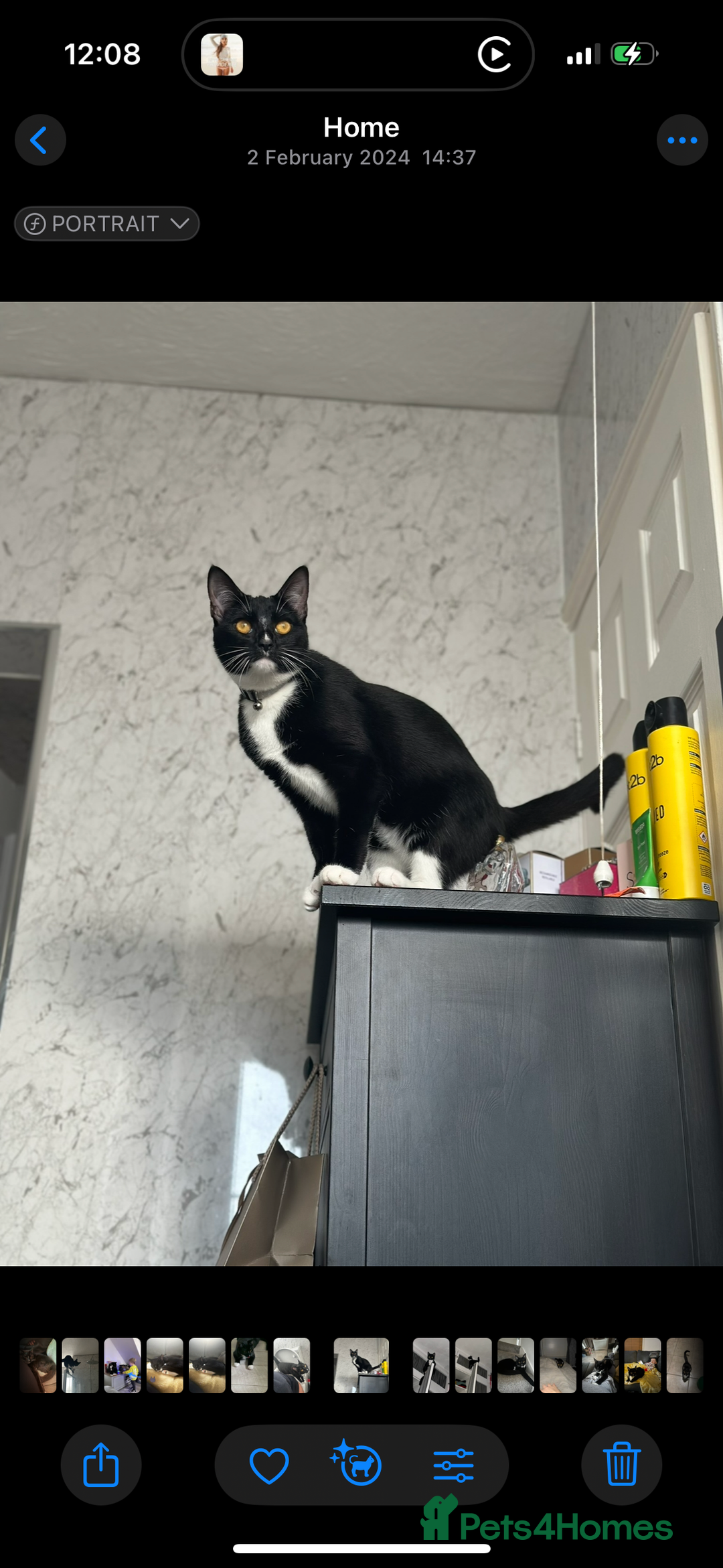 Mixed Breed cats for sale: Rehome for cats  - Image 5
