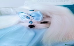 Maltese dogs for sale: 🩷Korean baby girl 🩷 - Image 8