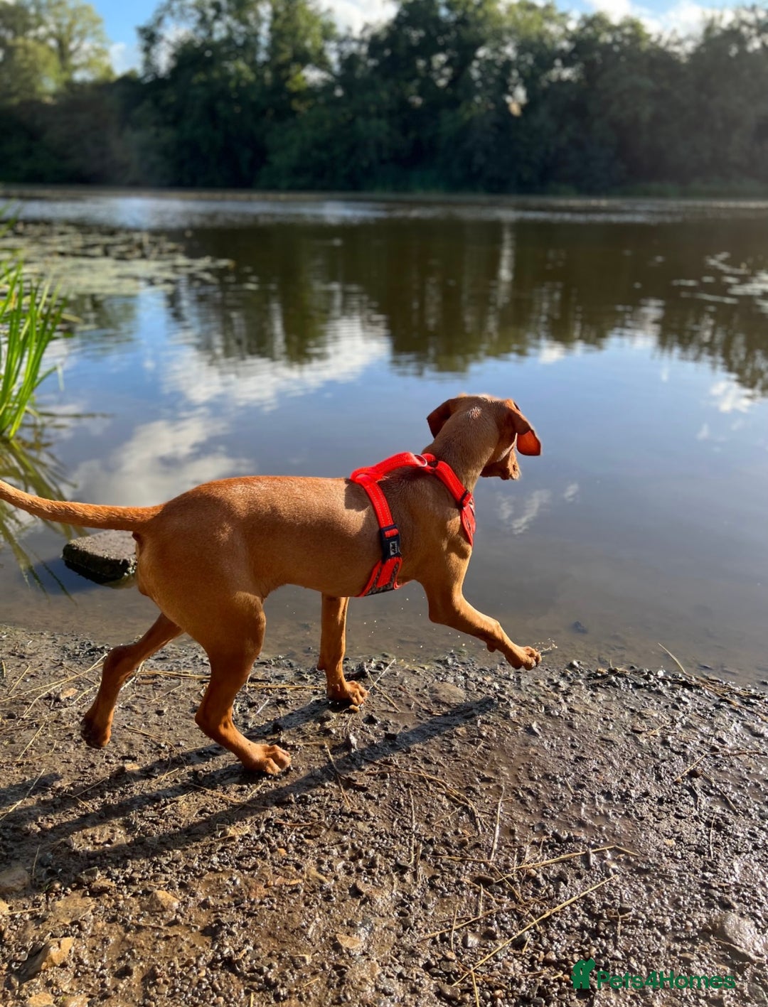 Hungarian Vizsla dogs for sale: Hungarian Vizsla Puppies  - Advert 23