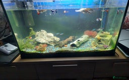 Other/Mixed Breed fish for sale: 2 fish tank with every thing inside - Image 8